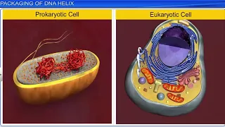 CBSE Class 12 Biology || Molecular Basis of Inheritance Part 2 || Full Chapter || By Shiksha House