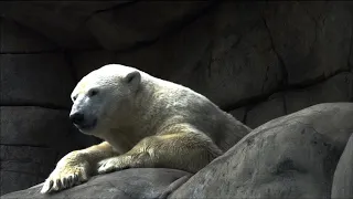 Eisbären ,Eisschmelze,Gletscher schmelzen, zu warm,Eisbären vorm aussterben,Eisbären im Zoo,Help