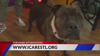 Adopt these St. Louis area dogs