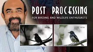 Post Processing for Birding and Wildlife Enthusiasts...!!