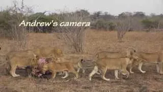 Cubs killed by dominant lioness