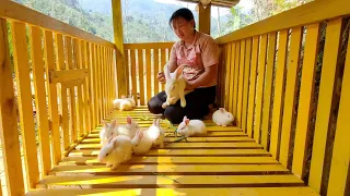 Mother rabbit gives birth to more baby rabbits - Makes a home for the baby rabbits- Lý Nhệ