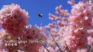 The first "Spring Cherry Blossom" I ever saw was the most beautiful.