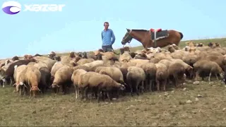 Yaylaqda bir gün - Tərəkəmələrin həyat tərzii ilə bağlı REPORTAJ