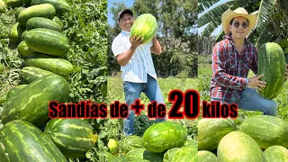 LAS SANDÍAS MÁS GRANDES DEL MUNDO | Variedad Scarlett, Estrella y 800