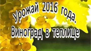 Урожай винограда в теплице и на улице.2016 год