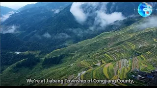 Çin'in Guizhou eyaletinde pirinç hasadı ile balık avı nasıl bir arada yapılıyor?