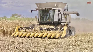 GLEANER, Massey Ferguson, CHALLENGER Combines Harvesting