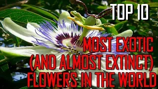 Top 10 Most Exotic and Almost Extinct Flowers - TTC