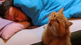 funny cats compilation clean - Smart Cats Waking Up Owner !! 😳