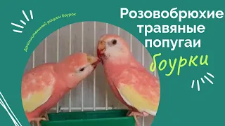 Розовобрюхие травяные попугаи боурки кушают свёклу