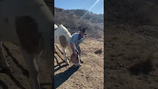 Horse completely drops her head after scratching her ears