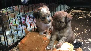 Super cutie Mini Aussiedoodle puppies!