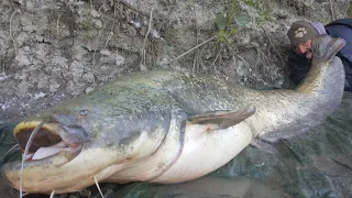 MAMMOTH CATFISH MONSTER TRUELY BIG FISH OVER 220 POUND by YURI GRISENDI