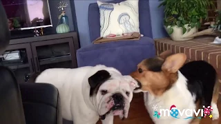 Bulldog VS Corgi