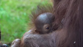 Baby Orangutan Jolene Plays Outside And Meets Dad For First Time