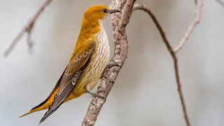 Иволга обыкновенная Oriolus oriolus