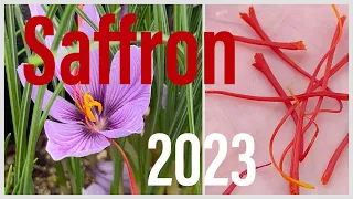 Saffron Harvest 2023