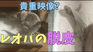 レオパの脱皮を撮影しました【爬虫類飼育】