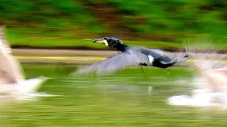 Wildfowl Portishead Marine Lake 20240402