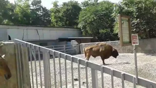 Одесский зоопарк. Лошадь Перживальског. Июль 2017