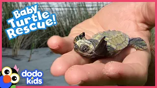 Lady Protects Turtle Eggs From Danger Until The Little Babies Hatch | Rescued! | Dodo Kids