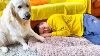 What does a Golden Retriever do when I sleep in his bed [Funny Dog Reaction]