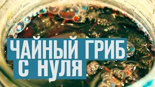 Как вырастить чайный гриб с нуля [серия 1]