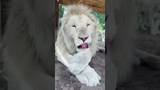 Lion Bath Time