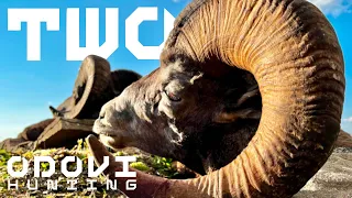 TWO : A Rocky Mountain Bighorn Sheep Hunt