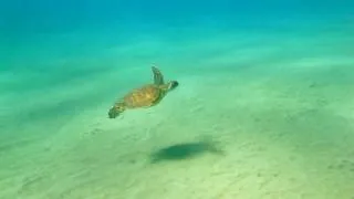 Baby Green Sea Turtle in Maui Hawaii