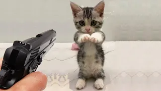 Omg So Cute Cats Best Funny Cat Videos''' part :-2