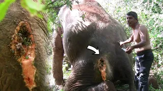 Fighting between two Tuskers ended up with defeated Elephant suffer from abscess forming deep wound