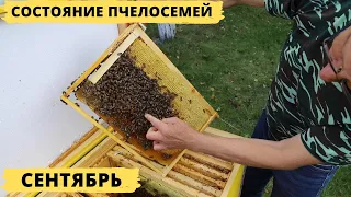 Состояние пчелосемей на начало сентября