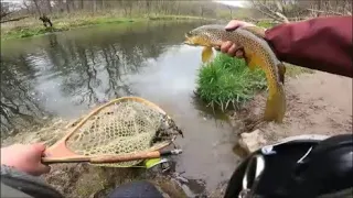 Fly Fishing For Trout In the Driftless of MN