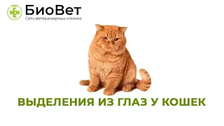 Выделение из глаз у кошек // Причины и лечение