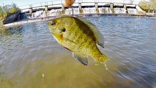 Slip Bobber Fishing with LIVE Bluegill for Spillway NORTHERN PIKE!