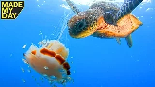 Die Schildkröte entdeckt eine Qualle im Wasser - Schau was sie mit ihr macht.