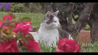 Funny Cats  Видеоприколы кошки | ТЕСТ НА ПСИХИКУ, ПРОБУЙ НЕ СМЕЯТЬСЯ!