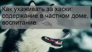 Как ухаживать за хаски: содержание в частном доме, воспитание