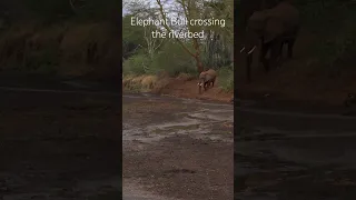 Elephant Bull crossing the dry river in Tsavo National Park, Kenya
