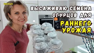 РАССАДА ОГУРЦОВ НА РАННИЙ УРОЖАЙ / Как получить ранний урожай огурцов. @galabum