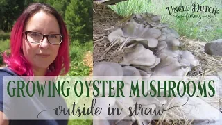 Permaculture Mushrooms - Growing Oyster Mushrooms In Straw