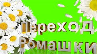 Футаж HD. Переход ромашки, хромакей / Flowers Green Screen Animation Daisies.