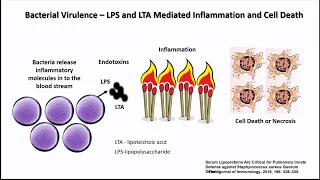 Dr. Nadir Ali, MD: The Paradox of Insulin Resistance versus LDL Cholesterol