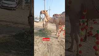 camel karbani 2023 oont ki karbani viral video kamel karbani viral video #camel #karbani#shortvideo