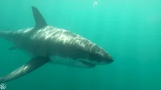 13-foot great white shark circles kayakers off South African coast