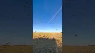 So many goose 🥵 | Geese Hunting video #goosehunting #waterfowlhunting #geese