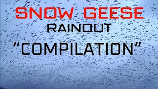 SNOW GEESE “RAINOUT COMPILATION”