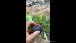 Figs Anjeer Teen plants fruits @fruitdecoration4295 @TheDrPlants